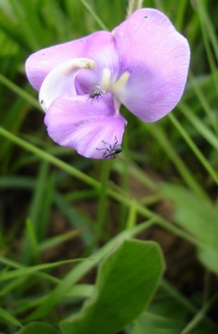 Vigna vexillata flower inspection